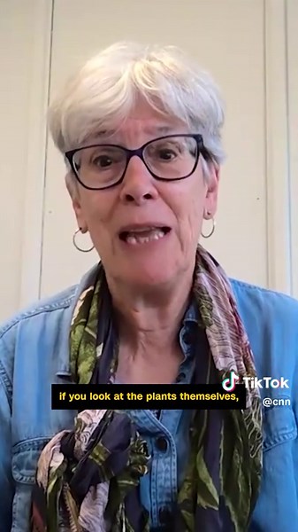 La evolución de la papa: hace 9 millones de años