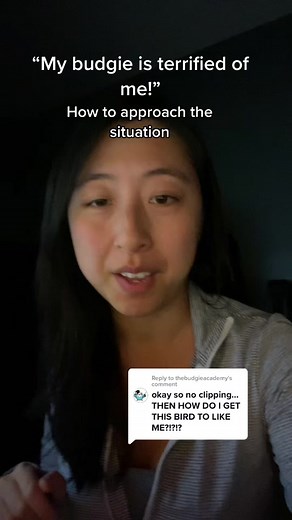 How to Get Your Budgie Comfortable with You Without Clipping Its Wings