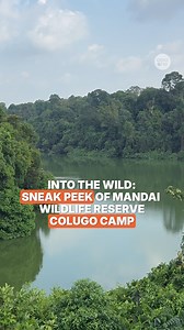 6K views · 26 reactions | Welcome to Colugo Camp! Located in the...