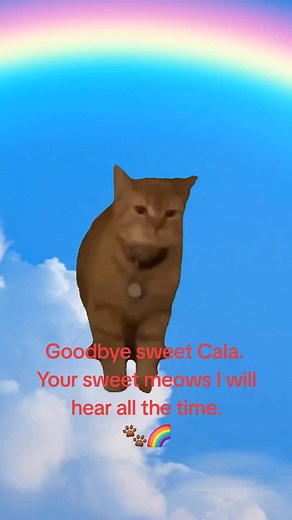 Remembering Sweet Cala: A Tribute to a Beloved Cat