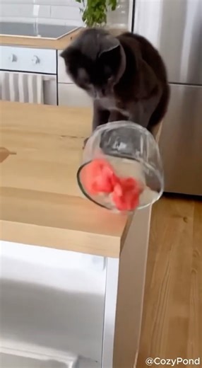 Epic Cat Fails • Maximum Chaos 😹💥