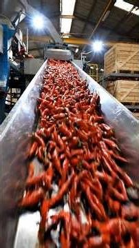 Why This Hot Sauce Takes 3 YEARS To Make! 😱 Inside the Factory #sauce