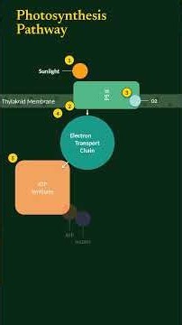 Photosynthesis Pathway Explained | Light Reaction & Calvin Cycle | Photosynthesis Made Easy