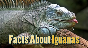 Facts About Iguanas: Information, Pictures & Video