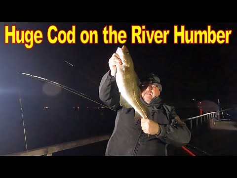 UK Sea Fishing - MAKRO - River Humber - Huge Humber Cod.#cod #fishing #river humber