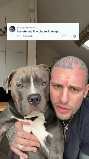 52 reactions | Managing to make a dog and a child live together in harmony and serenity is a challenging journey and mino also tells about his approach with Sophie in the book ❤️ . . #MASSIeMINO #viral #babygirl #2025 #newyear #funny #fyp #reels #dog #foryou #bully #americanbully #baby #doggo #fypage #puppy #fundog #cutedog #doglovers #bullyuk #fypシ | G00D View | Facebook