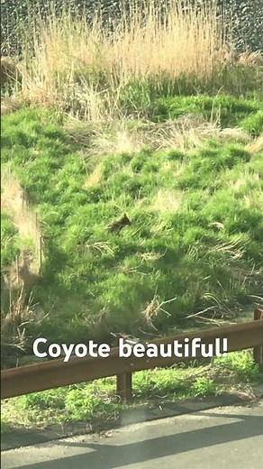 Wild Coyote Relaxing in Our Backyard 💚 Nature at Its Best