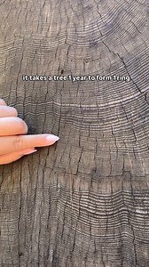 It takes a tree 1 year to form one ring.This tree was already ancient when your great-great-grandmother was born. It watched entire civilizations rise and collapse. You are one ring. Maybe less.
