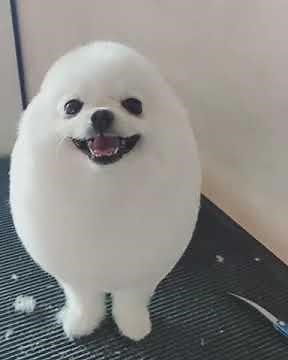 Egg dog in real life so cute