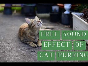 Cat Purring Sound Effect Free Download