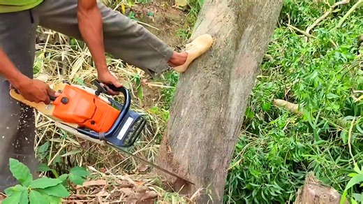 Expert Cutting of Acacia Trees for Stunning Wooden Galley
