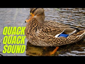 Wild Mallard Duck Sounds | Quack Quack Sound Effect | Duck Sound Effect By Kingdom of Awais