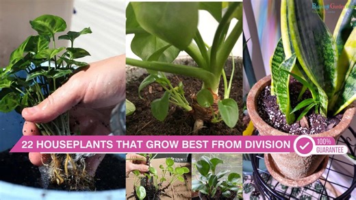 Houseplant tips: Divide these 22 plants for amazing results