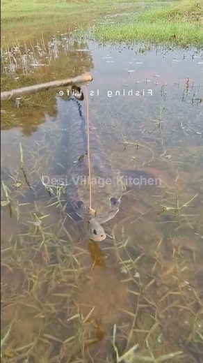 🎣 Dream Village | Desi Village Fishing | River & Pond Catches | Traditional Fishing 🌿 #dreamvillage