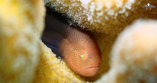 2.7K views · 148 reactions | Another awesome goby sighting in Dauin, Philippines! Meet the Red Bearded Goby — also known as the Panda Goby. Critter Republic Dive Resort Thanks for filming this, DM Magay! . . . . . #redbeardedgoby #pandagoby #dauin #dauindiving #macrodiving #underwaterphotography #muckdiving #goby #critterhunting #philippinesdiving #reefcritters #marinelife #fish | Critter Hunter | Facebook