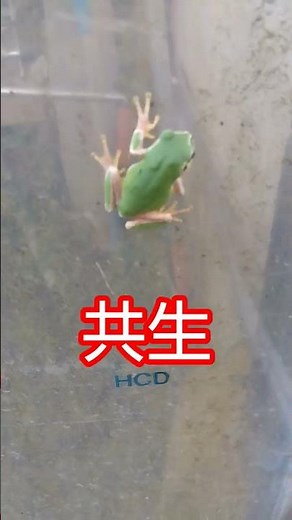 【1038】自然界がつくりあげた共生。カタバミとヤマトシジミ。稀にアマガエル(^^♪