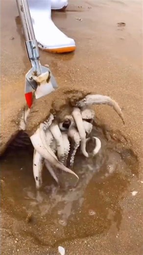 Alien Creature discovered on Beach?