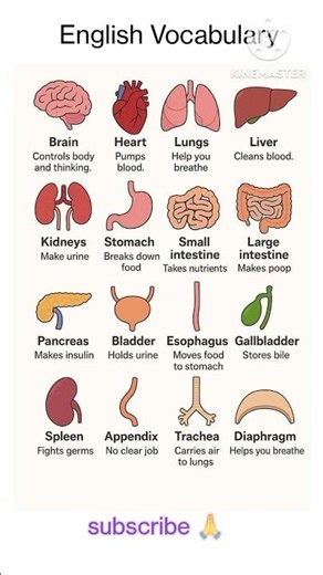 Parts of the Human Body Explained | Organs and Their Functions