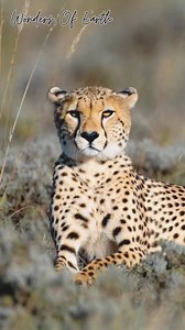 Built for speed, designed for the hunt. Did you know a cheetah can go from 0 to 60 mph in just 3 seconds 😲 Nature’s ultimate sports car😍😍 #cheetah #bigcats #wildlife #savannah #safari #animalplanet #naturelover #wondersofearth | Wonders Of Earth