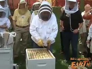 Vanishing of the Bees