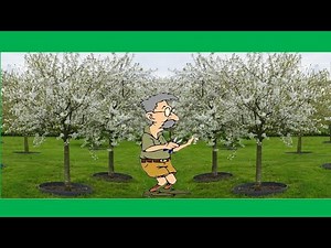 Prune Like a Pro: Montmorency Cherry