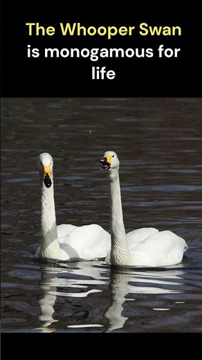 The Whooper Swan - National Bird of Finland