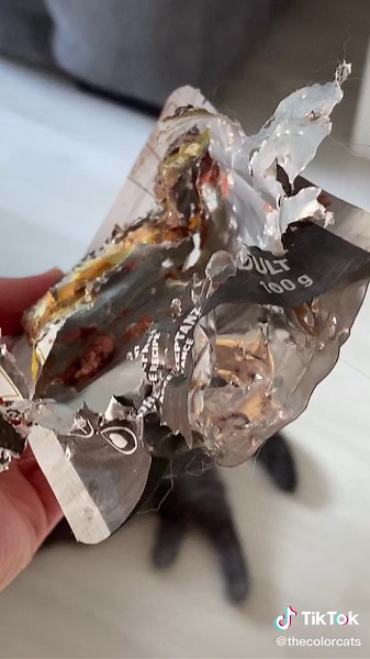 Sein Ernst????🤯 ig: amy_simba ✨ #katzen #fyp #fürdich #katzenliebe #katze