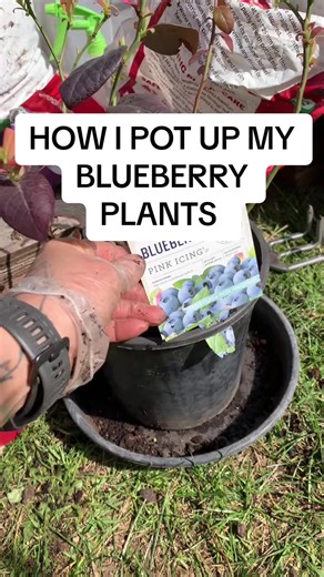 How to Pot Blueberry Plants for Optimal Growth