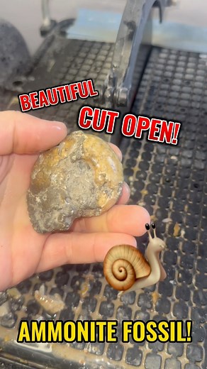 1.7K views · 61 reactions | Snail fossil sliced in half! #fossil #snail #ammonite | Kaines Crystals | Facebook