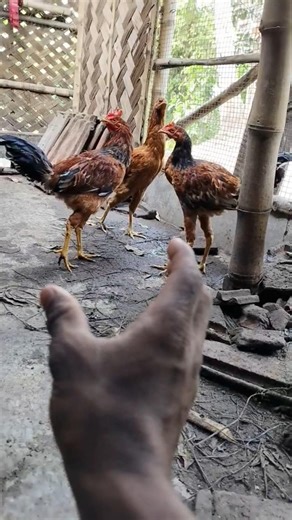 😃🙄🐓🍒🐥ASMR AMERICA'S(YP-471) ORIGINAL DUBBLE BUBBLE GUM (3 FRUIT FLAVORS) AND EATING... Part 3