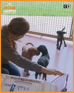 307K views · 1.6K reactions | Des arrivants en provenance des tropiques arrivent au refuge afin de trouver une nouvelle famille. Animaux à Adopter, samedi 3 avril à 21h05 sur C8. | C8 | Facebook