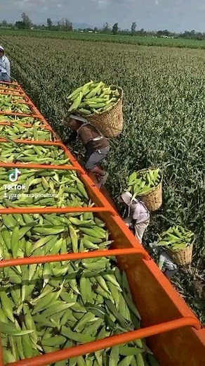 1.3K reactions · 79 shares | Corn  harvesting the old fashioned way. | Zortrax Agriculture Corporation | Facebook