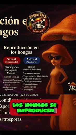 Fungi Reproducción (1/3) 🍄 Reproducción asexual | Conidios, gemación y fragmentación