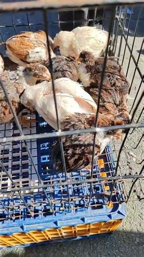 Edirnekapı Tavuk pazarı #shorts #edirnekapıtavukpazarı #hinthoroz #köytavuğu #keşfet #gezinti