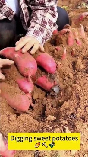 Digging sweet potatoes 🍠⛏️🌾