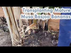 Transplanting Mature Musa Basjoo Cold Hardy Banana Plants