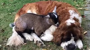 So adorable! | Rumble