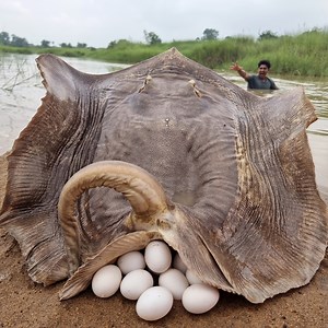 626K views · 1.3K reactions | Unbelievable technique fishing video river dry place underground catching big stuck stingray fish by hand 2025 #fish #fishing #video | Only Fishing | Facebook
