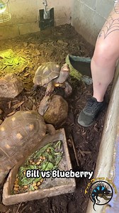 Do your tortoises love fruit treats? 🍌🍓 Ours do! Although Bill needs to learn to CHEW HIS FOOD! 😅 Don't worry, he was able to swallow the blueberry after a little bit. And Wheel kept opening her mouth at us hoping we would put more treats in there!😂 #funny #lol #treats #snack #snacktime #fruit #eatinghealthy #tortoise #turtle #pets #eating #feeding | The Tye-Dyed Iguana