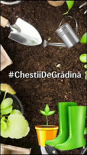 Cultivarea și Îngrijirea Răsadurilor din Roșii Cherry - Ghid Practic