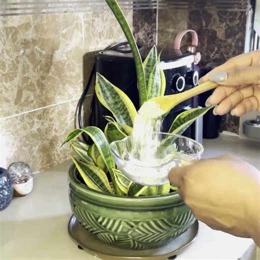Abono orgánico para que tus plantas duren mas tiempo.