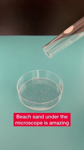 Beach sand under the microscope #fyp #drbioforever #microscopy #microscopio #beachsand #arenadeplaya