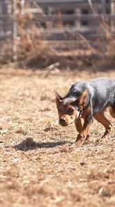 Amazing 4 month old Australian Kelpie pup working cattle! #amazingdogs #workingkelpies #workingdogs #workingkelpiepups | Stock Chick Films
