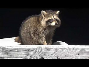 MORE BABY RACCOONS AFTER MIDNIGHT