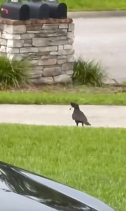 42K views · 206 reactions | crows ‍⬛ & hawk pick up baby duck 閭 | Gavin Gordon | Facebook