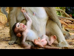 Red ants bite baby monkey Thona itchy so much