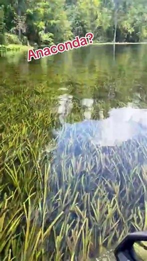 Anaconda in Florida is wild | ana maria