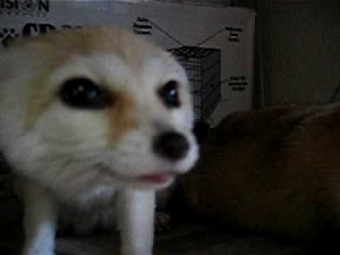 Fennec fox that gets angry at camera