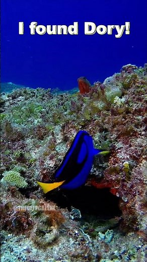 Finding Dory In Real Life!!!