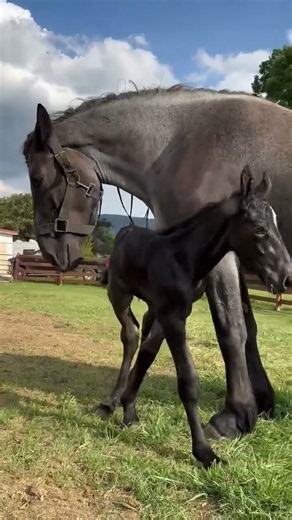 Beautiful Horse & Baby Foal Moment 🐴❤️ | So Cute & Heartwarming! #Shorts